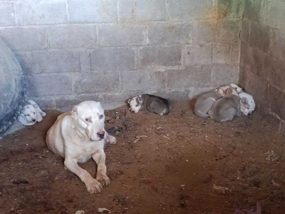 Шенки Алабай крупные