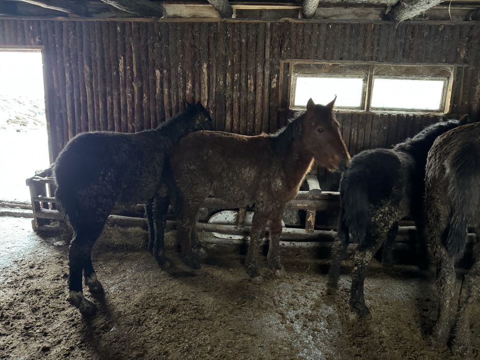 Жеребята/Жабагы с откорма