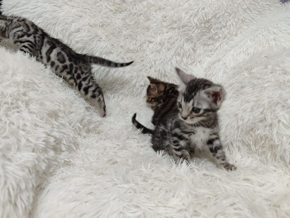 Бенгальские котята