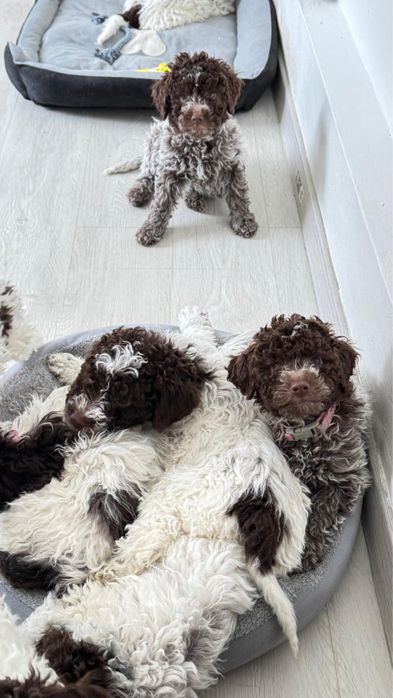 Щенки Лаготто Романьоло