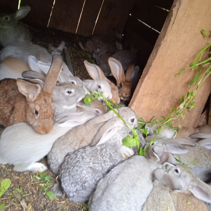 Продам крольчат порода домашние