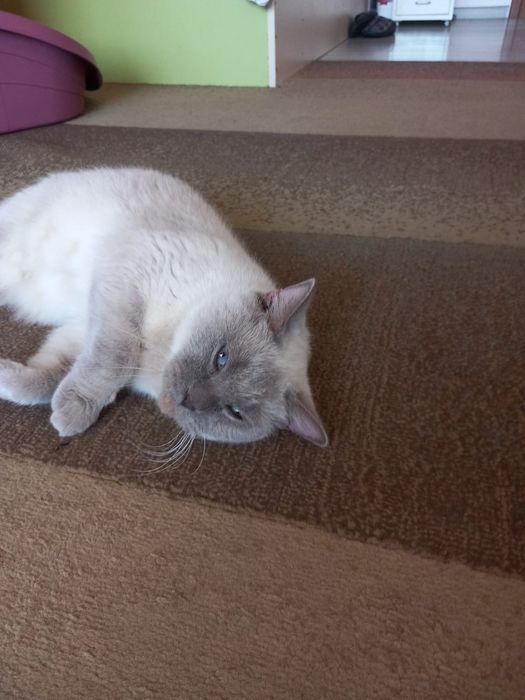 Британска късокосместа