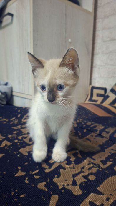 Отдам котят бесплатно мальчик и девочка