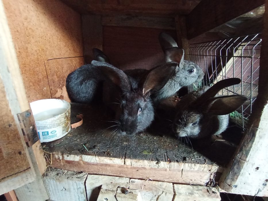 Кролики крольчата