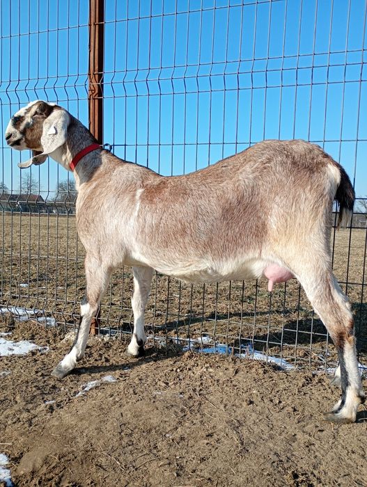 Anglonubiana cu pedigree, Linie Germania.