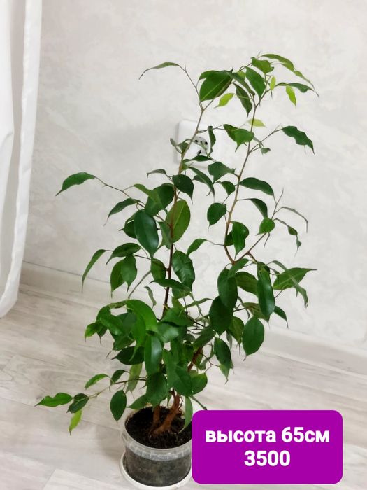 Продам фикус бенджамина
