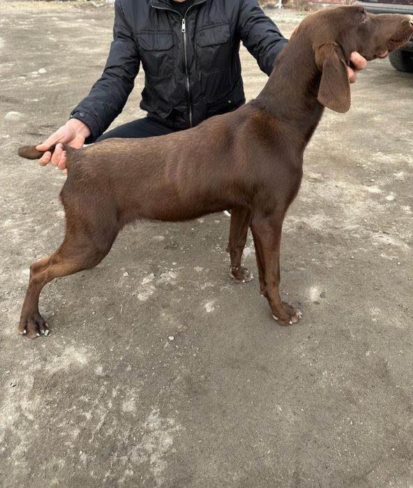 Продаётся щенок куцхаар