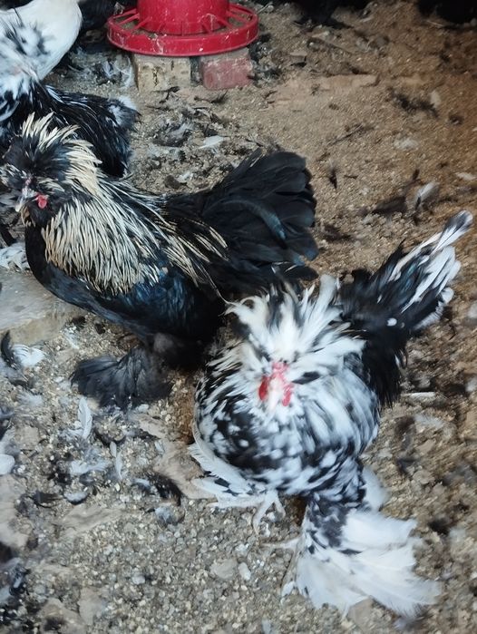 Карейски японкала сотилади. Зоти тоза.