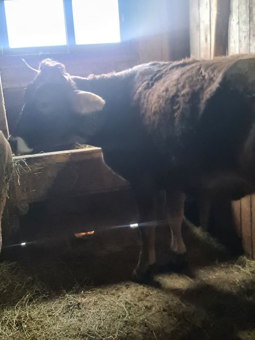 Vand junica la prima fatare