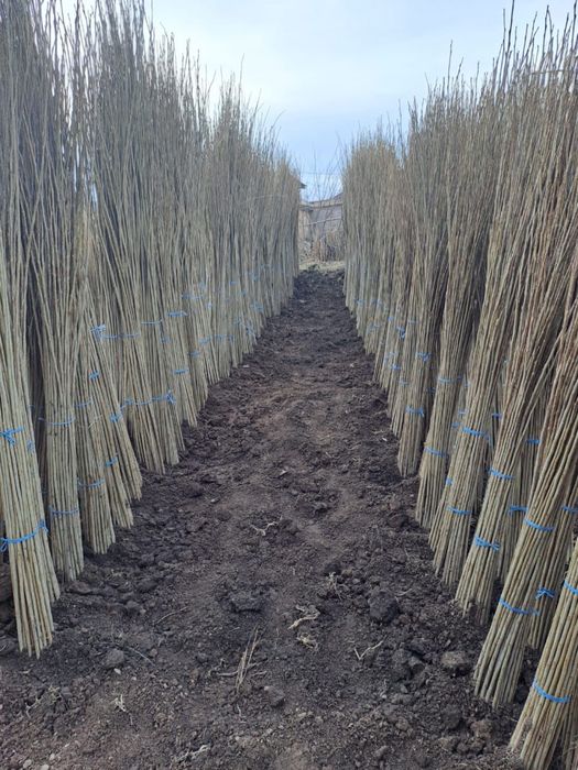 Саженцы көшет ағаш карагаш терек