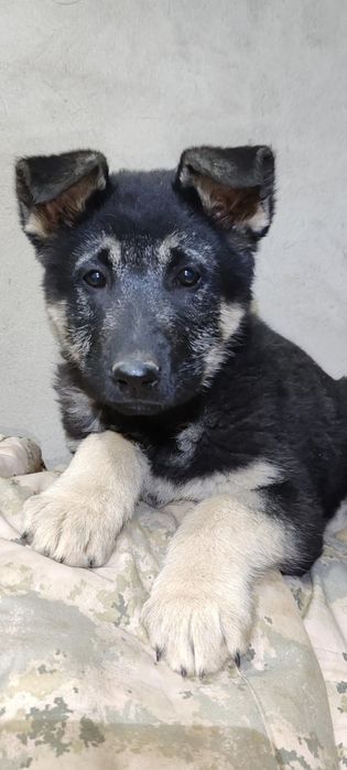 Подрощенная девочка ВЕО шоу класса