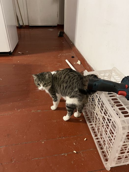 Кошечка ищет дом