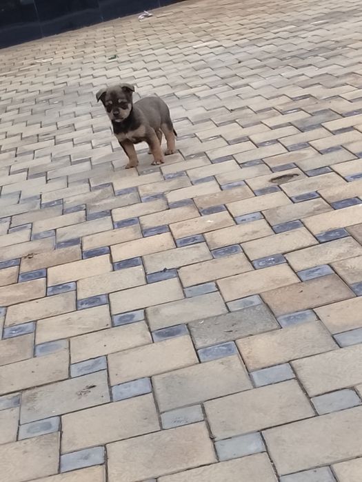 Кушик бар бесплатно