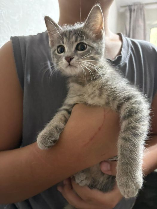 Отдам котёнка в добрые руки