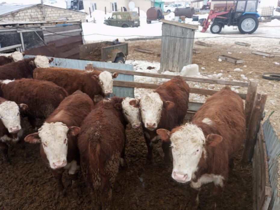 Букалар, быки откормда тур сатылады