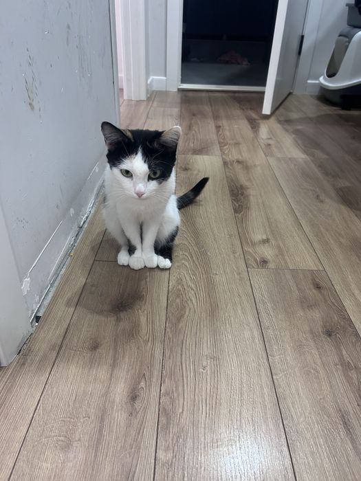 От кошку в добрые руки