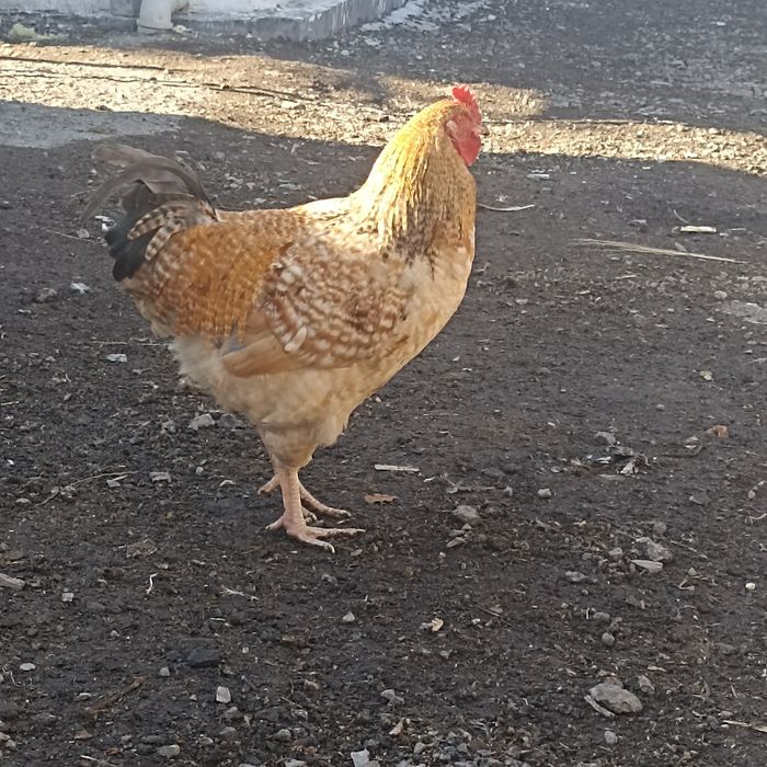 Продам молодых петухов