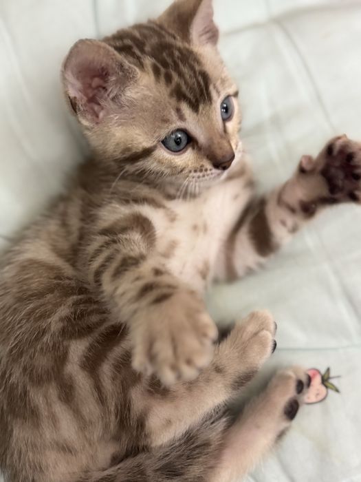 Бенгальские чистокровные котята