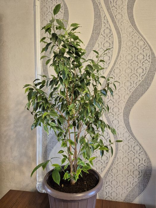 Продам бенжамин.