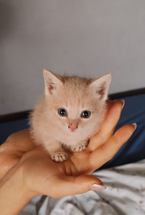 Отдам котят в добрые руки