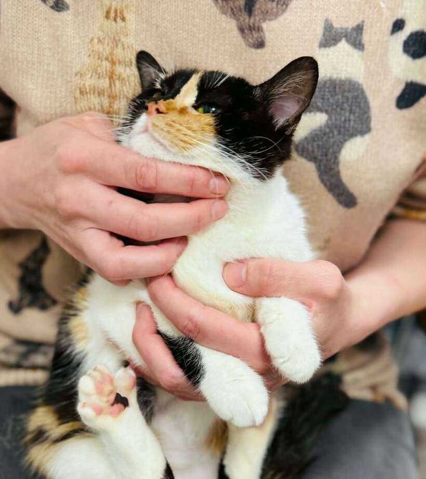 Mалко женско коте търси дом