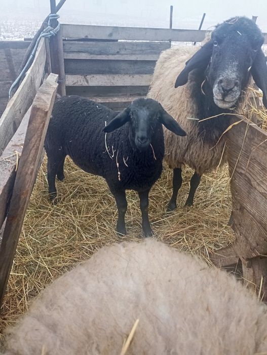 Berbeci țigaie sârbească