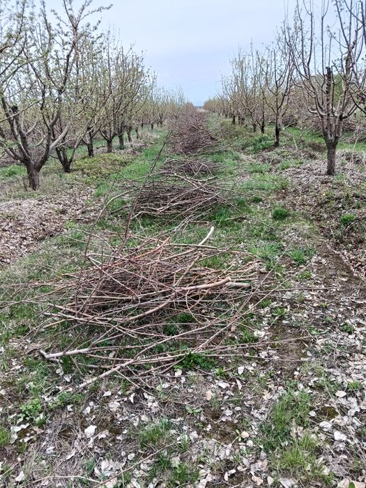 Дрова и ветки бесплатно