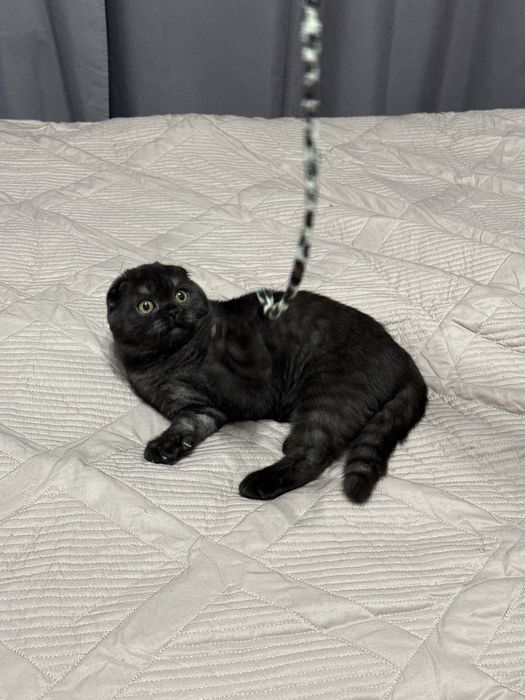 Котята шотланские вислоухие