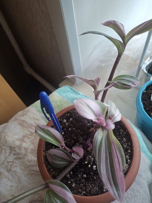 Продам укорененные цветы