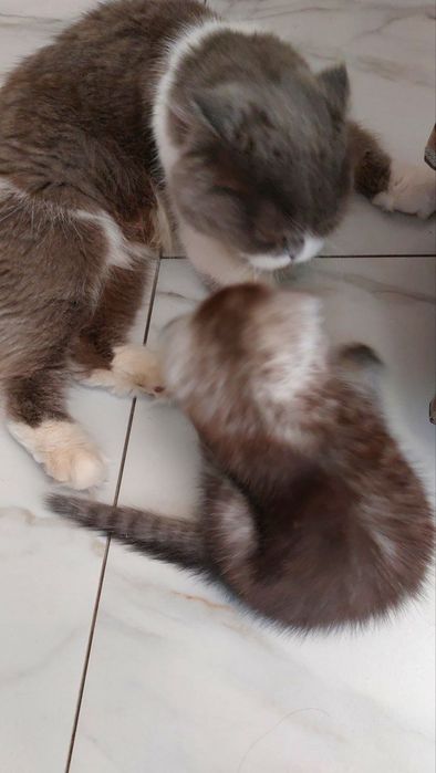 OTasi British onasi Hayland stret bu bolachasi 3 yarim oylik