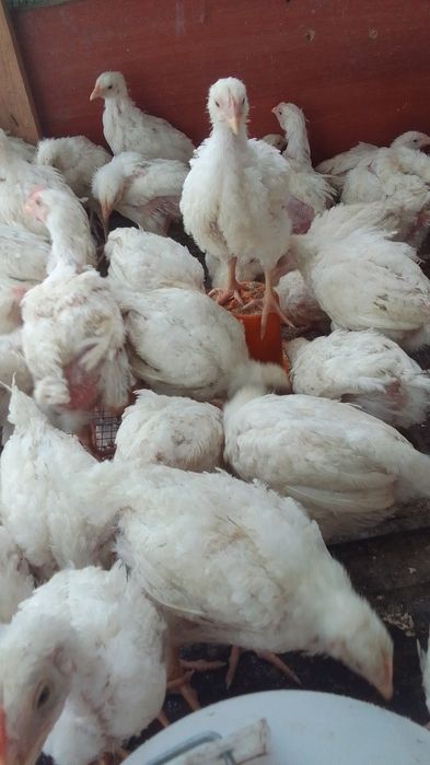 Продам бройлеров цыплят привиты шустрые подросшие за штуку 130000