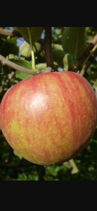 Продажа саженцев