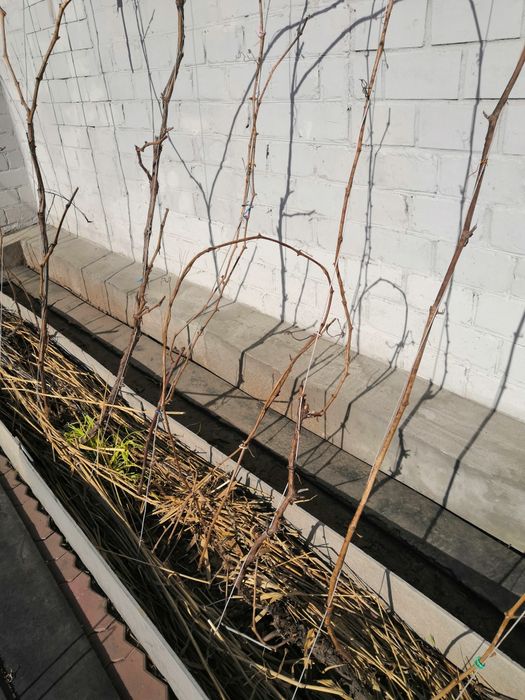 Виноград Киш-Миш чёрный