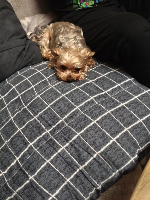 Йорк девочка миник