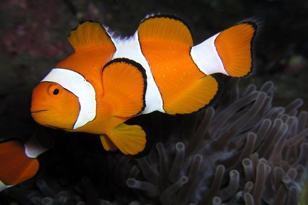 Морские рыбки разные