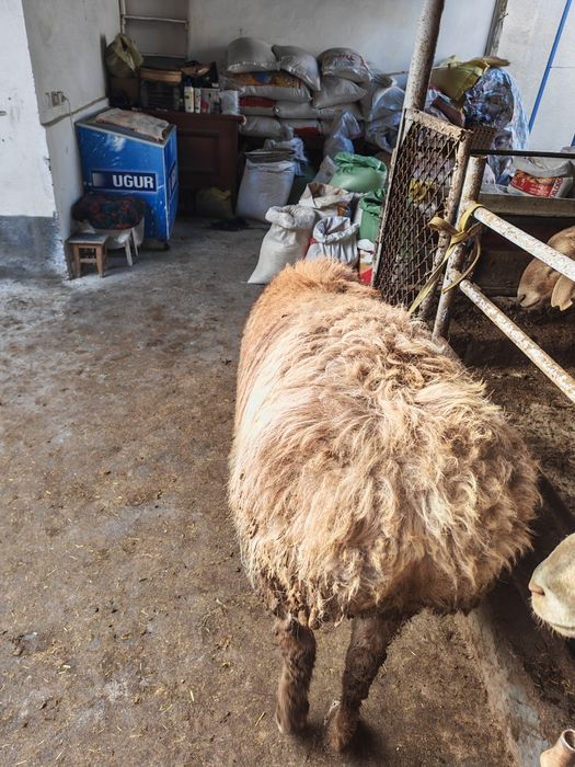 Эхсон, акика ва маросимлар учун тайëр ку́чкорлар сотилади.