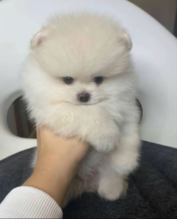 Щенок шпиц мальчик