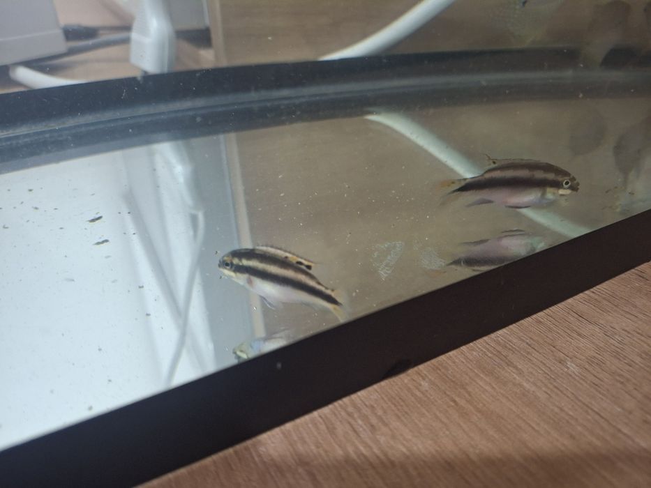 Пельвикахромис попугай 2шт