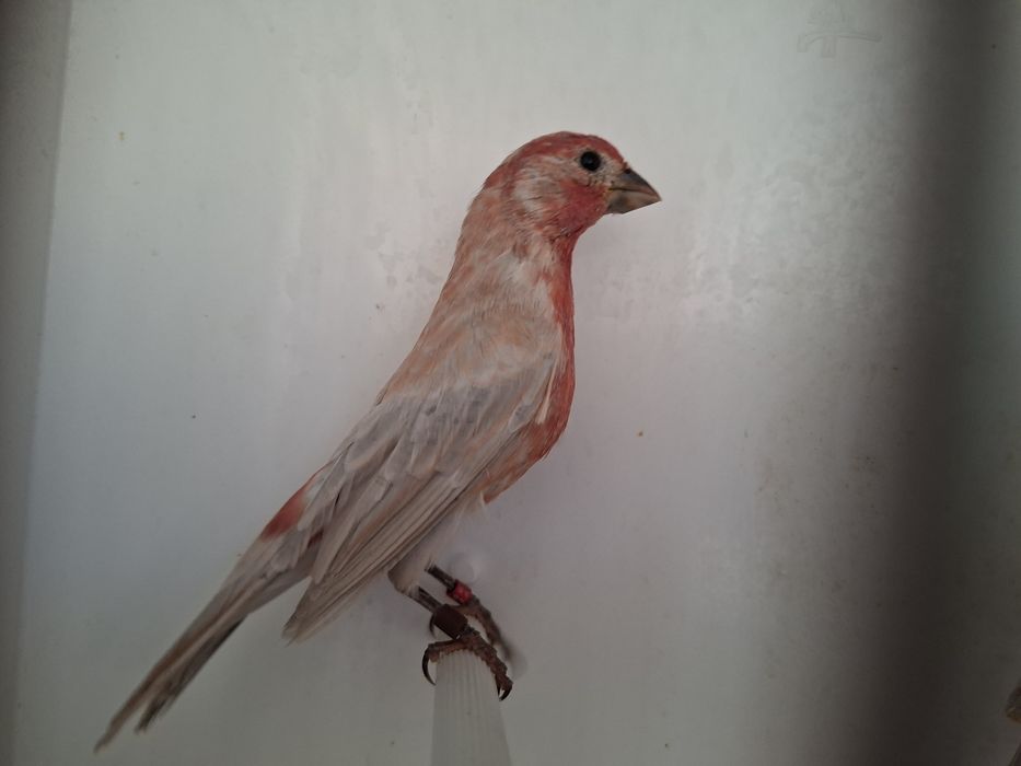 Mugurari mexicani