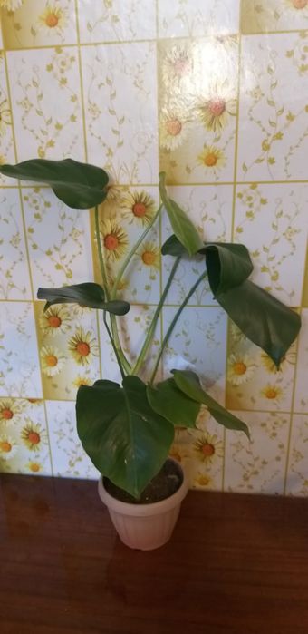 Сингониум,монстера и сансевьера