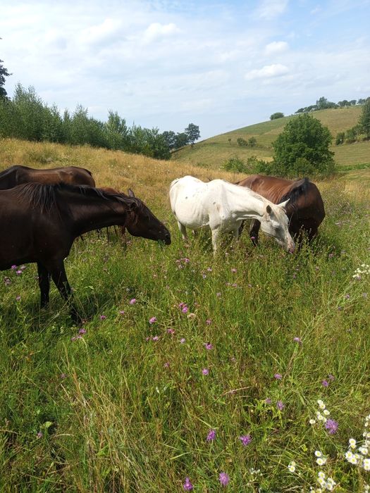 Vând măji Pur sânge arab și jumate arab
