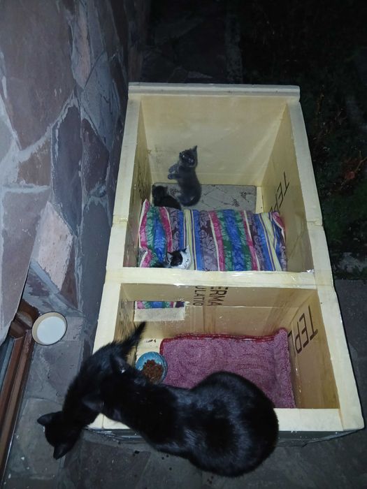 Котята бесплатно