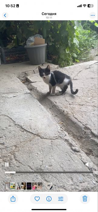 Помогите пристроить котят
