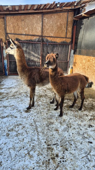 Mascul lama si mascul alpaca schimb cu alte animale
