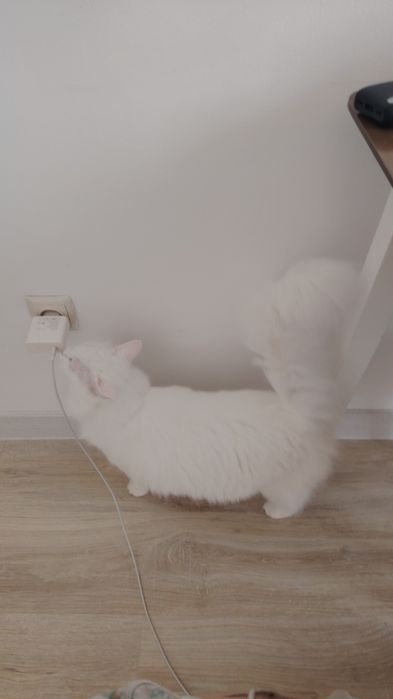 Ищу добрые руки для кошечки