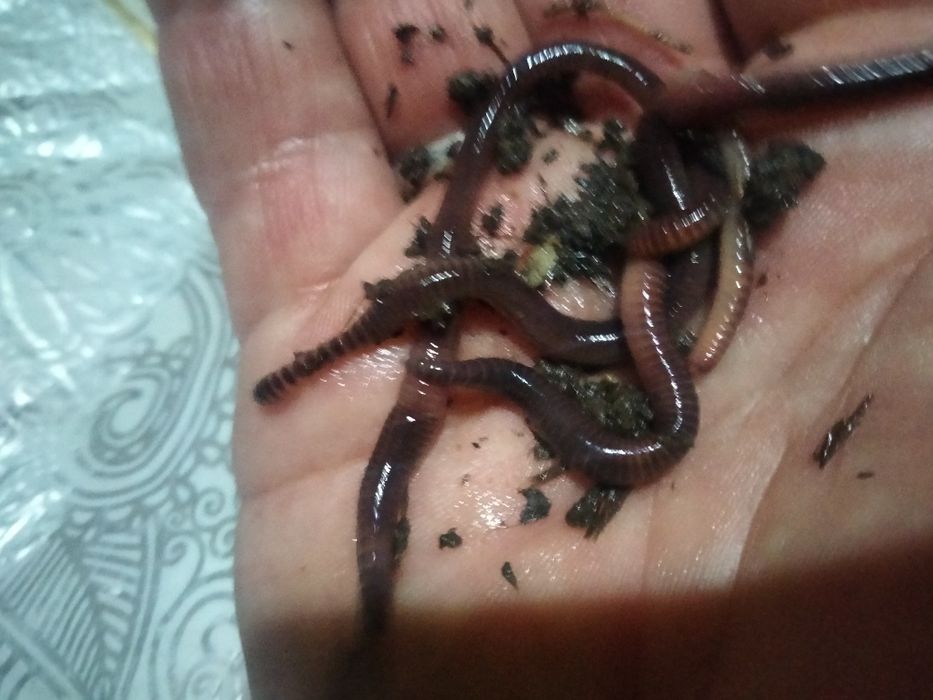 Черви Дендробена