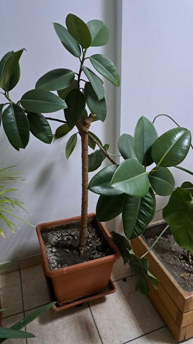 Plante decorative mari (1–2 m) – ficus, monstera, lămâi, bambus, etc.