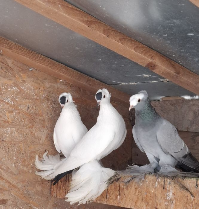 Vând lot de 50 randunele,  preoti și scut de saxonia