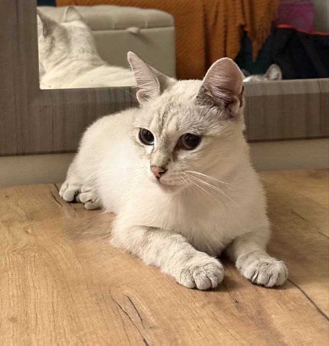 В добрые руки котик!