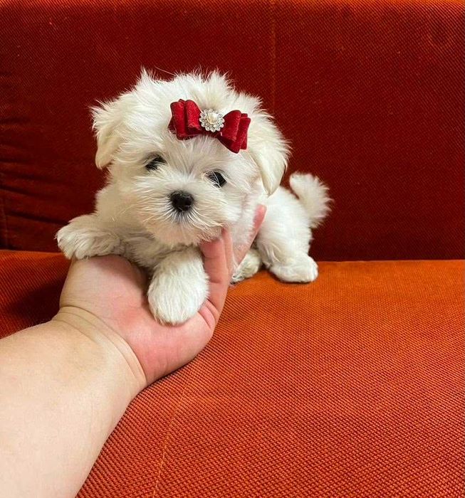 Bichon maltez mini toy